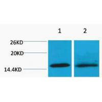 Histone H4 Tri Methyl Lys20 Polyclonal Antibody