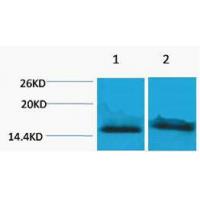 Histone H4 Tri Methyl Lys59 Polyclonal Antibody