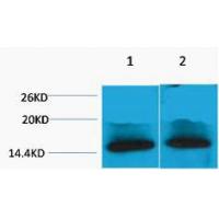 Histone H4 Tri Methyl Lys79 Polyclonal Antibody