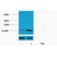 Histone H2A Acetyl Lys9 Polyclonal Antibody