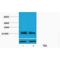 Histone H2A.X Acetyl Lys5 Polyclonal Antibody