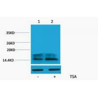 Histone H2A.Z Acetyl Lys4 Polyclonal Antibody