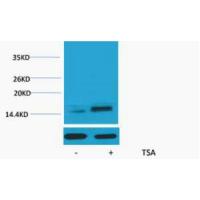 Histone H2A.Z Acetyl Lys7 Polyclonal Antibody