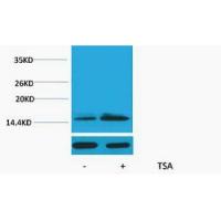 Histone H2B Acetyl Lys15 Polyclonal Antibody