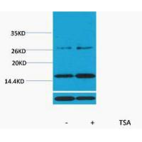 Histone H3 Acetyl Lys14 Polyclonal Antibody