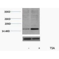 Histone H3 Acetyl Lys18 Polyclonal Antibody