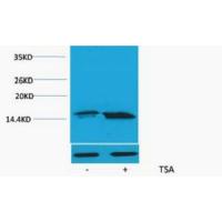 Histone H3 Acetyl Lys56 Polyclonal Antibody