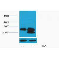 Histone H4 Acetyl Lys5 Polyclonal Antibody