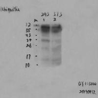 Ubiquitin Mouse Monoclonal Antibody6G6