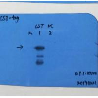 GST-Tag Mouse mAb