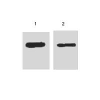 Myc-Tag Mouse mAb