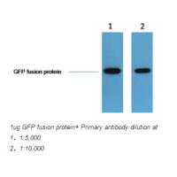 GFP-Tag Polyclonal Antibody