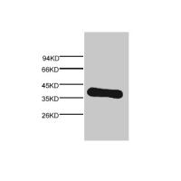 GAPDH Monoclonal Antibody