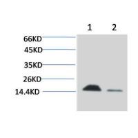 Histone H3 Rabbit pAb