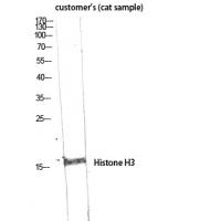 Histone H3 Rabbit pAb