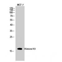 Histone H3 Rabbit pAb