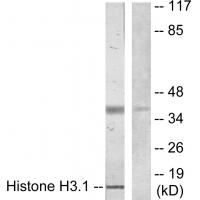 Histone H3 Rabbit pAb