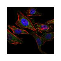 ABCG2 Monoclonal Antibody