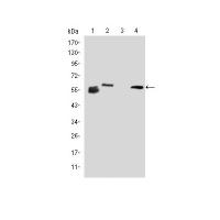 ABCG2 Monoclonal Antibody