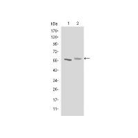 ABCG2 Monoclonal Antibody