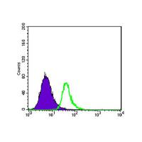 ABCG2 Monoclonal Antibody