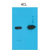 Nano-Tag9 Monoclonal Antibody4B7