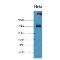 EGFR Monoclonal Antibody1B10