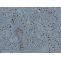 CD14 Mouse Monoclonal AntibodyPT0019