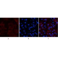 CD23 Monoclonal Antibody1E9