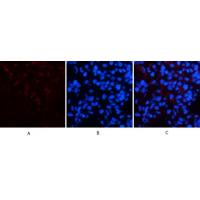 CD23 Monoclonal Antibody1E9