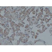 CD31 Mouse Monoclonal AntibodyPT0034