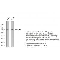 CD31 Mouse Monoclonal AntibodyPT0034