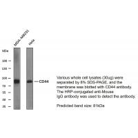 CD44 Monoclonal Antibody PT0046