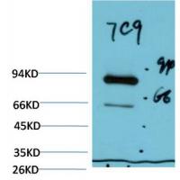 Luciferase Mouse Monoclonal Antibody7C9