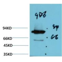 Luciferase Mouse Monoclonal Antibody9D6