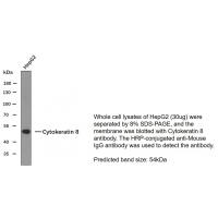 CK-8 Monoclonal Antibody PT0099