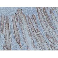 Claudin 3 Monoclonal Antibody PT0111