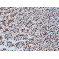 Claudin 3 Monoclonal Antibody PT0111