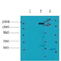 HER2 Monoclonal Antibody3C9