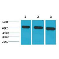 HSC70 Monoclonal Antibody6C7