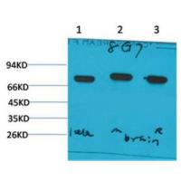 HSC70 Monoclonal Antibody8G7