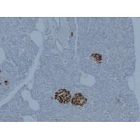 Synaptophysin 2D2 Monoclonal Antibody