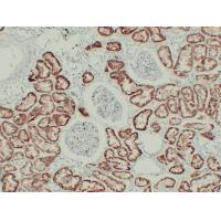 pVHL Mouse Monoclonal AntibodyPT0230