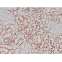 pVHL Mouse Monoclonal AntibodyPT0230