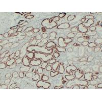 pVHL Mouse Monoclonal AntibodyPT0230