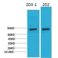 PI3 Kinase P85α Monoclonal Antibody2D2