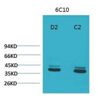 P44/42 MAPK ERK1/2 Monoclonal Antibody6C10