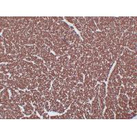 Myelin Basic Protein Monoclonal Antibody PT0183