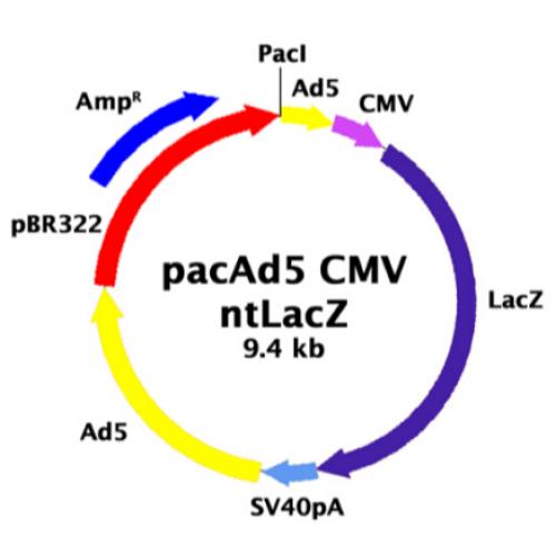 pacAd5 CMV-nt LacZ Control