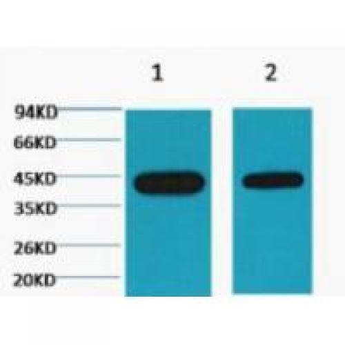 Plant actin Monoclonal AntibodyMix